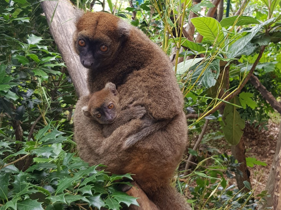 Hapalemur, pandas roux, amazones : plusieurs naissances enregistrées au zoo du parc de la Tête d'Or