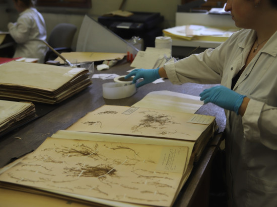 Herbier universitaire de Lyon 1 : la fin de numérisation de la collection Bonaparte