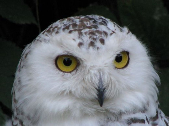 Rhône : c'est la 13e nuit de la chouette ce samedi Rhône : c'est la 13e nuit de la chouette ce samedi