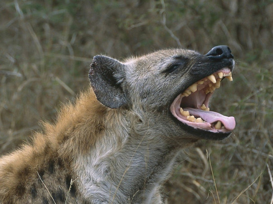 Une hyène se fait la malle au zoo de Saint-Martin-la-Plaine