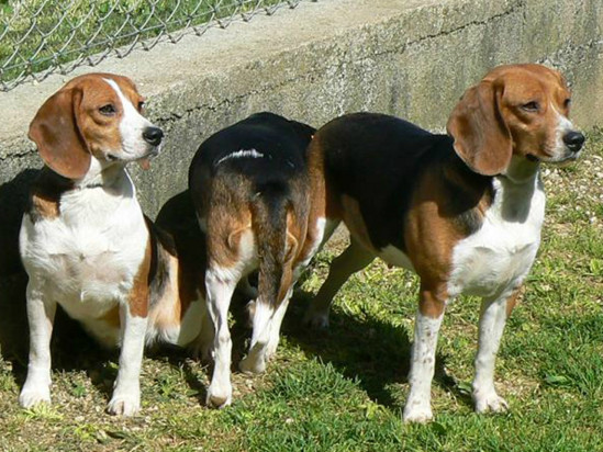 Des chiens r&eacute;habilit&eacute;s d&rsquo;un laboratoire accueillis &agrave; la SPA de Lyon