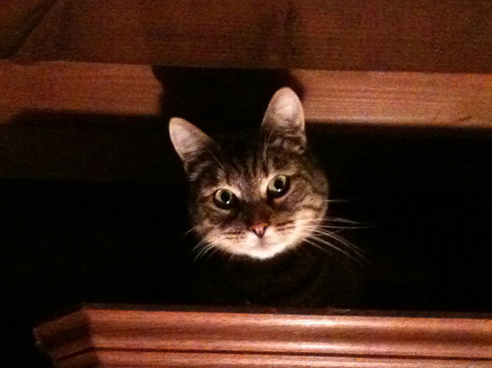 Rhône : elle trouve un chaton dans son moteur, un garagiste appelé à la rescousse Rhône : elle trouve un chaton dans son moteur, un garagiste appelé à la rescousse