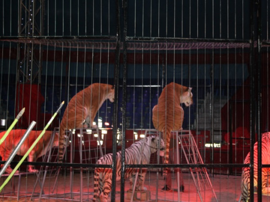 Lyon 2e : le cirque Pinder s'installe à Lyon jusqu'au 26 avril