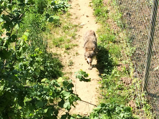 Une manifestation contre la chasse aux loups ce samedi à Lyon