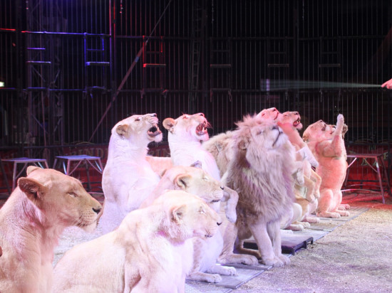 Lyon : une pétition réclame à Gérard Collomb l'interdiction des cirques d'animaux sauvages