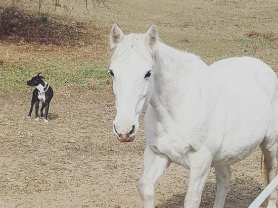 Jument tuée par balles à Limonest : les chasseurs affirment ne pas être responsables