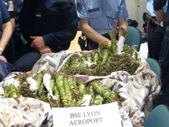 Intercepté à l'aéroport de Lyon Saint-Exupéry avec 30 kilos de khat