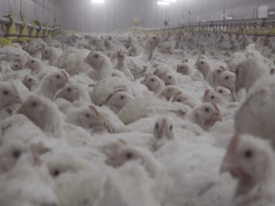 L'association lyonnaise L214 dévoile une nouvelle vidéo choc sur un élevage de poulets