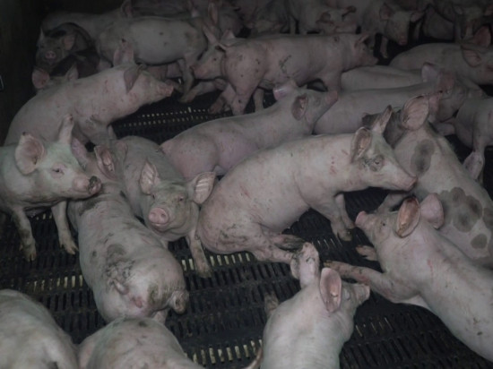 L214 dévoile une nouvelle vidéo choc sur un élevage intensifs de cochons dans l'Allier