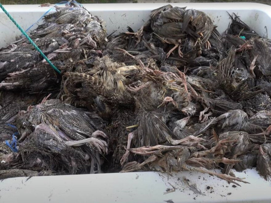 Une nouvelle vidéo de L214 dénonce les conditions d’élevage d’oiseaux pour la chasse