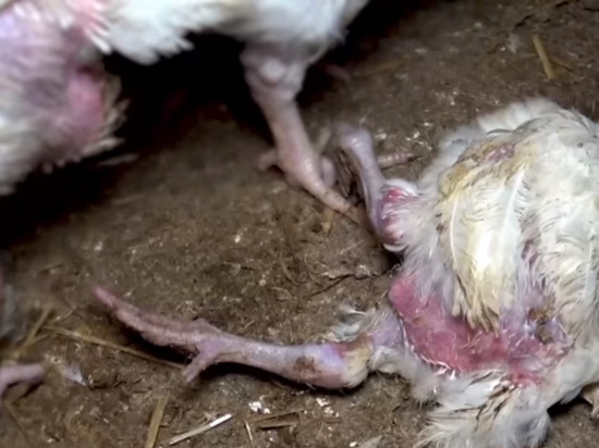 L'association lyonnaise L214 publie une nouvelle vidéo choc dans un élevage de poulets