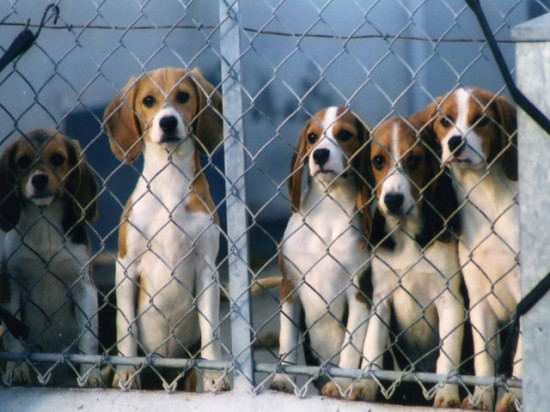 Lyon : une manifestation pour les animaux de laboratoire ce samedi