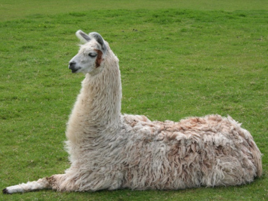 Un lama en fugue dans le Beaujolais !