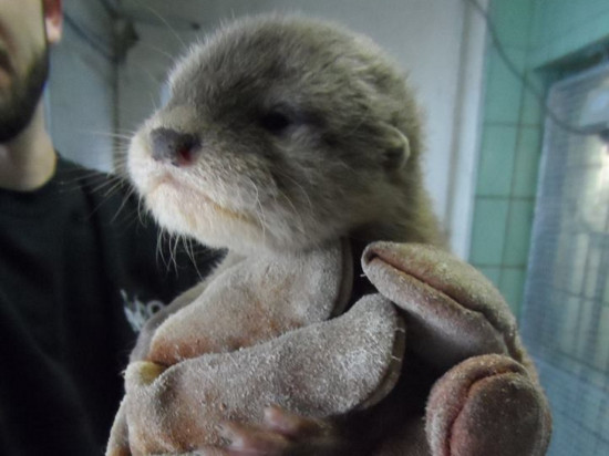 Des bébés loutres voient le jour au zoo de la Tête d’Or