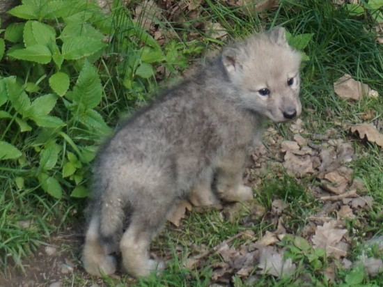 Un louveteau arctique est né au parc de Courzieu !