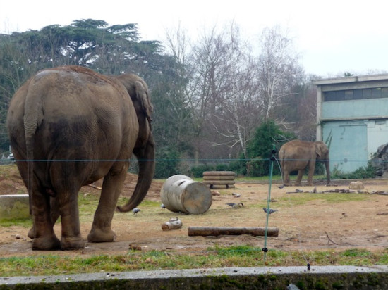 Lyon : l'euthanasie de Baby et Népal suspendue ! (Màj)