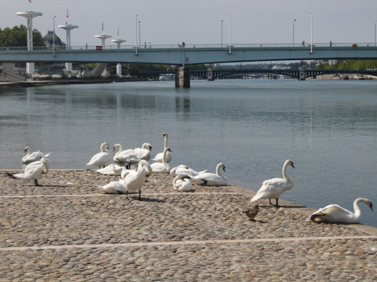 Le World Clean Up Day c’est aussi à Lyon ce samedi ! Le World Clean Up Day c’est aussi à Lyon ce samedi !