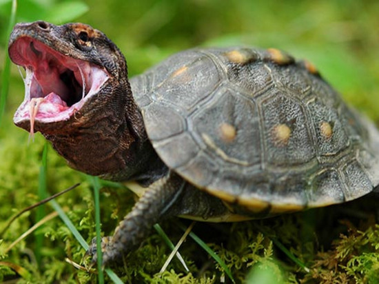 Les poissons d'avril de Lyon : des drôles et des ratés