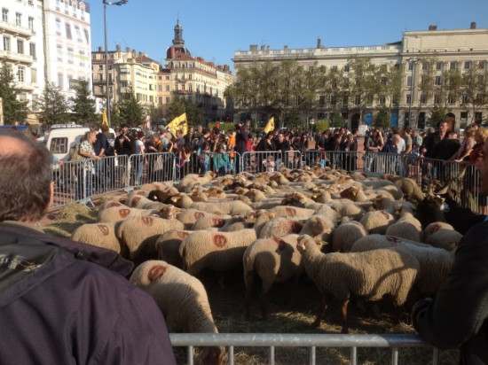 Une centaine d'agriculteurs à Lyon pour une transhumance urbaine Une centaine d'agriculteurs à Lyon pour une transhumance urbaine