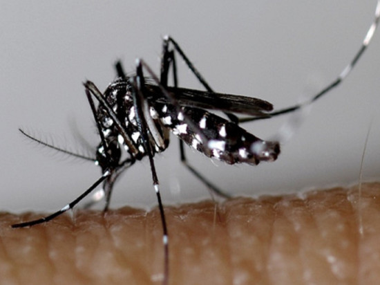 Un deuxième cas de dengue autochtone signalé à Caluire