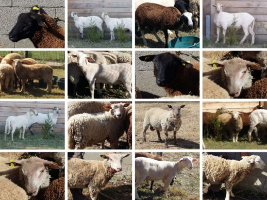 Sauvés par la SPA de Lyon, 16 moutons ont été adoptés ! Sauvés par la SPA de Lyon, 16 moutons ont été adoptés !