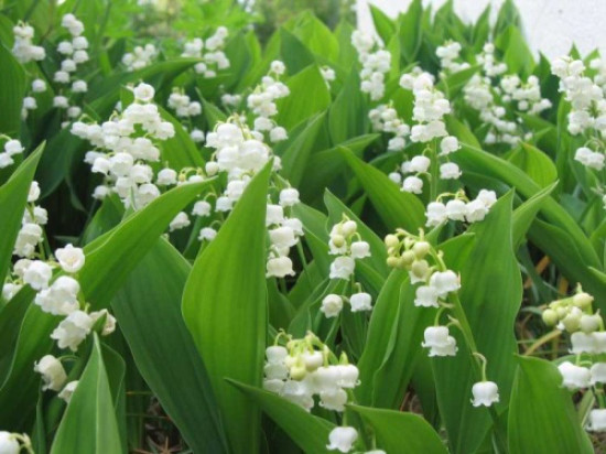 La vente du muguet étroitement encadrée le 1e mai dans le Rhône La vente du muguet étroitement encadrée le 1e mai dans le Rhône