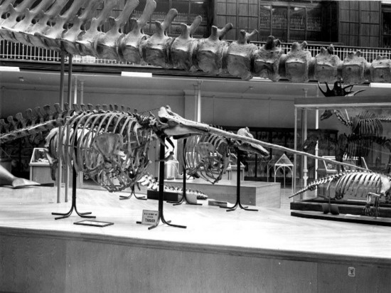 Un narval du musée des Confluences va s’exposer au sein du groupe Boehringer Ingelheim Santé Animale