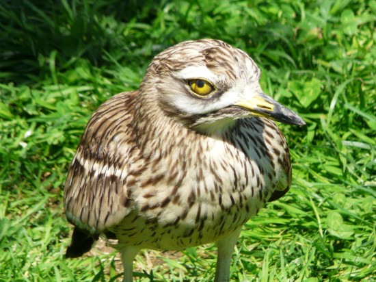 Rhône : la construction d’un bâtiment bloquée par… un couple d’oiseaux !