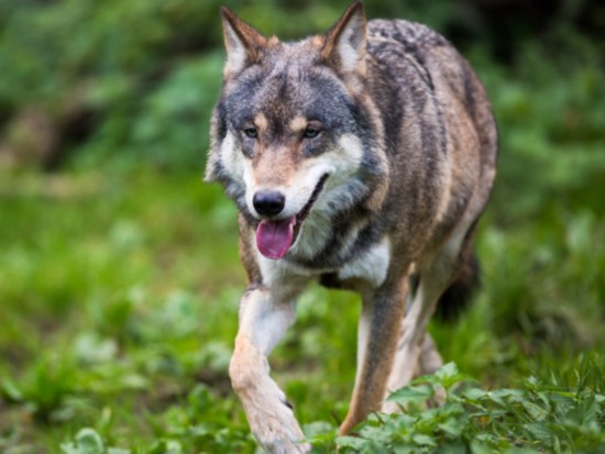 Une manifestation contre la chasse aux loups le 16 janvier à Lyon