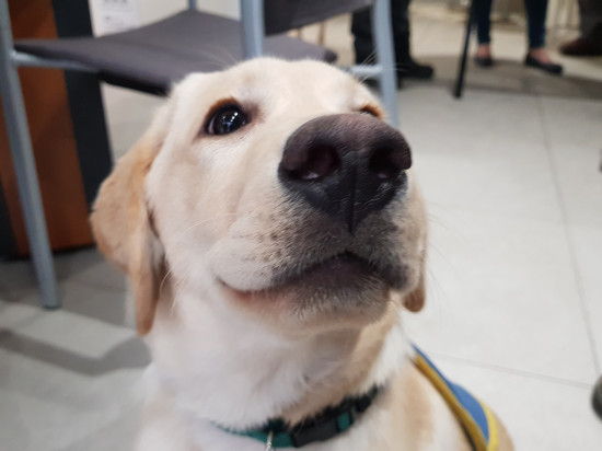 Lyon : un futur chien guide d’aveugle financé par des dons