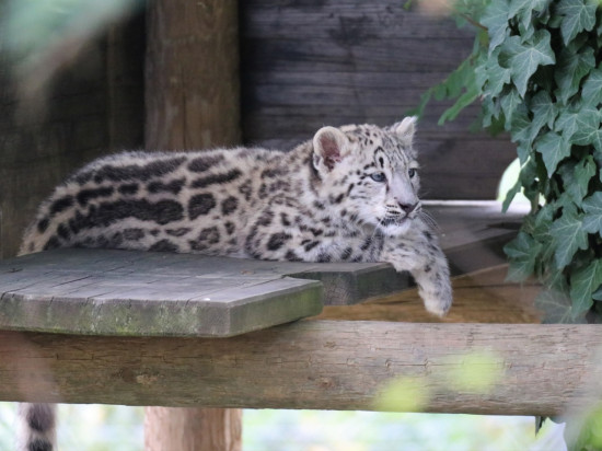 Près de Lyon : une panthère des neiges voit le jour au Safari de Peaugres !