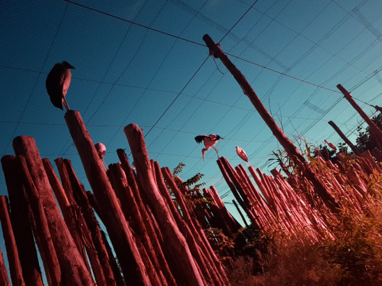Pour s’adapter aux épisodes de canicule, le Parc des Oiseaux relance ses nocturnes