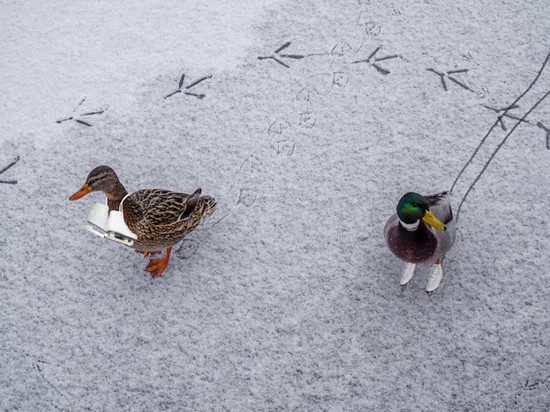 Que faire à Lyon ce week-end du 9, 10 & 11 février 2018 ?