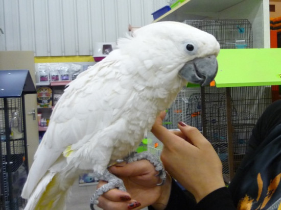 Ivre dans un magasin de Saint-Priest, il tente de voler un perroquet