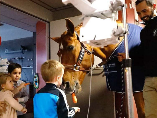 Insolite : le cheval Peyo rend visite aux enfants malades à Lyon Insolite : le cheval Peyo rend visite aux enfants malades à Lyon