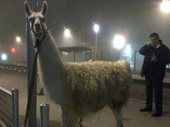 La SPA de Lyon s'insurge contre "l'exploitation" de Serge le lama