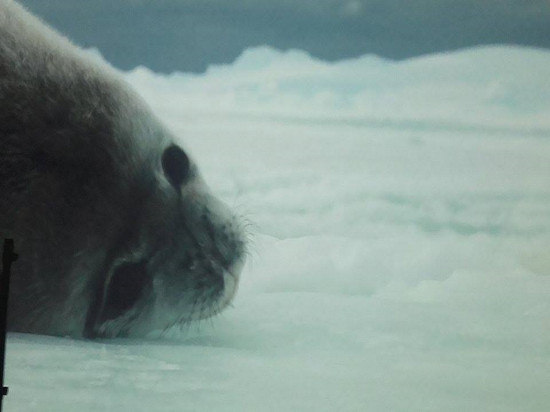 Une nouvelle exposition rafraichissante au Musée des Confluences