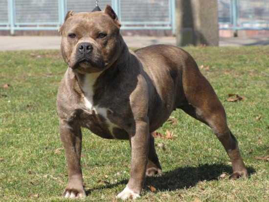 Villeurbanne : en pleine course-poursuite avec la police, il est rattrapé par des pitbulls