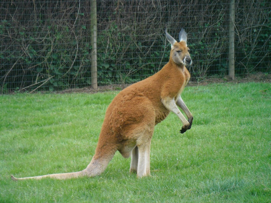 Le marsupial en fuite enfin débusqué, en Isère