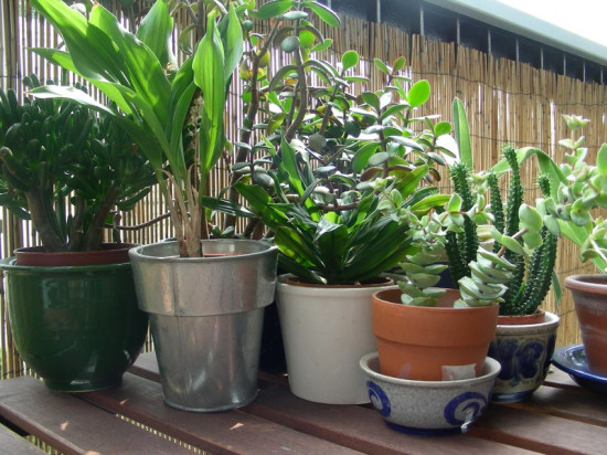 Le jardin botanique de Lyon lance un nouveau service de conseils pour vos plantes