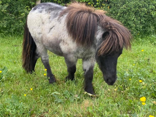Le poney volé à Pusignan a été retrouvé