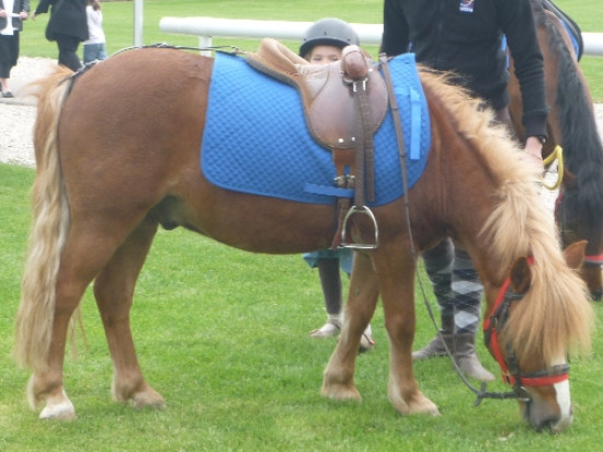 Les cavaliers en colère dans les rues de Lyon mercredi