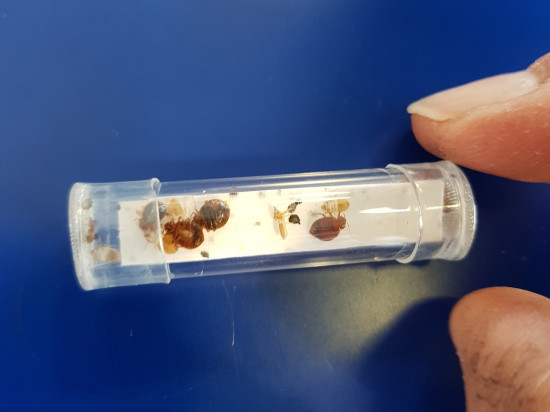 Punaises de lit : Auvergne-Rhône-Alpes est la région la plus touchée