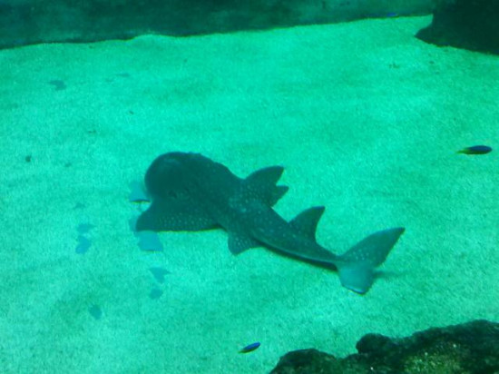 La raie Rhina est la nouvelle pensionnaire de l'Aquarium de Lyon