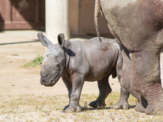 Naissance exceptionnelle : Basile le petit rhinocéros blanc