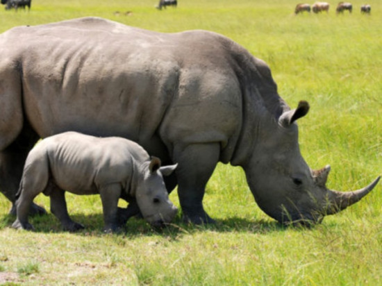 Un b&eacute;b&eacute; rhinoc&eacute;ros blanc a vu le jour au zoo de Peaugres