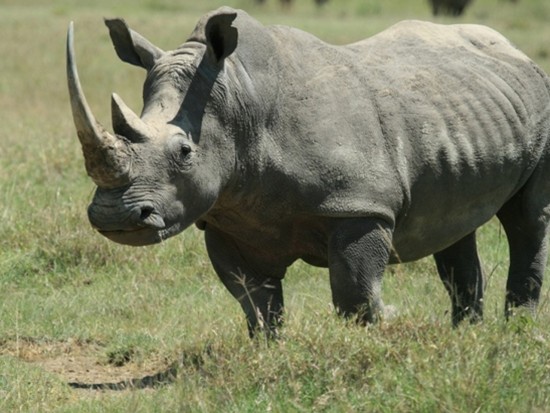 Braconnage au zoo de Thoiry : le Safari de Peaugres craint pour les cornes de ses rhinocéros