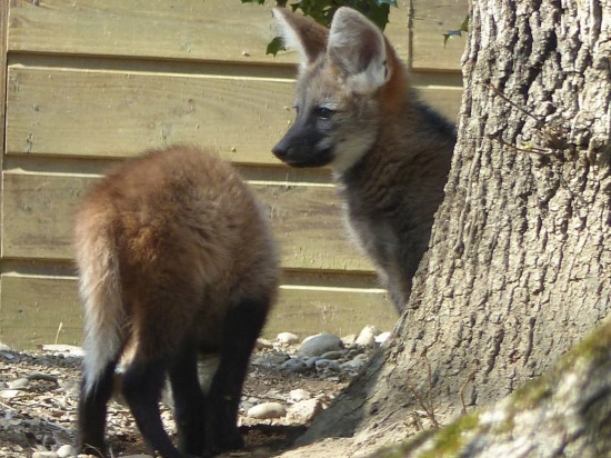 Safari de Peaugres : de nouveaux bébés sont nés!