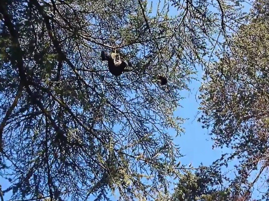 Personne n'a voulu sauver Pompon, le chat coincé 5 semaines en haut d'un arbre Personne n'a voulu sauver Pompon, le chat coincé 5 semaines en haut d'un arbre