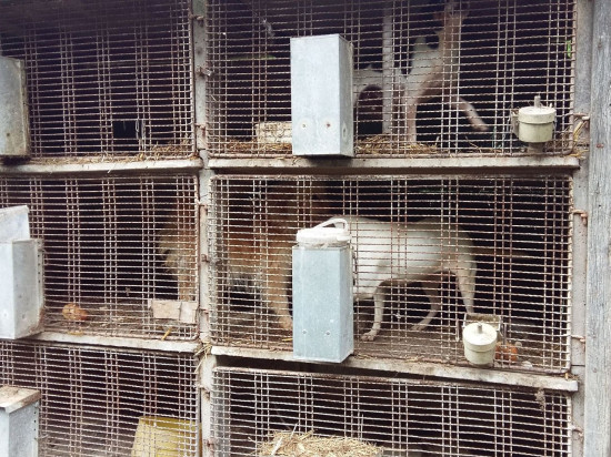 Une vingtaine de chiens sauvés d'un élevage clandestin près de Lyon
